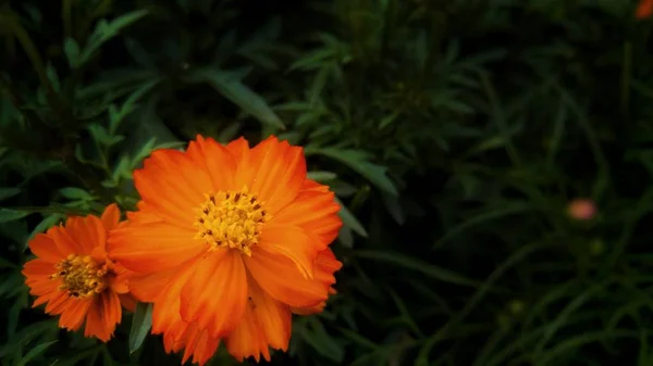 Крупный план оранжевого цветка с размытым естественным фоном — стоковое фото