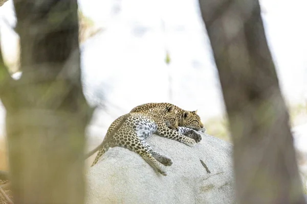 Tiro Seletivo Foco Dos Leopardos Que Colocam Rocha Que Dorme — Fotografia de Stock