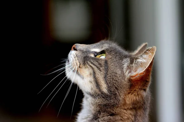 Chat Curieux Lève Les Yeux Les Oreilles Alertes — Photo