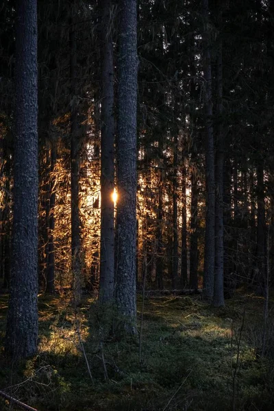 Tiro vertical de los rayos del sol iluminando el bosque oscuro con árboles altos — Foto de Stock