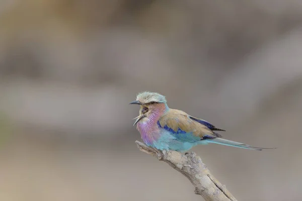 Sebuah Tembakan Closeup Dari Burung Roller Berkicau Pada Cabang — Stok Foto
