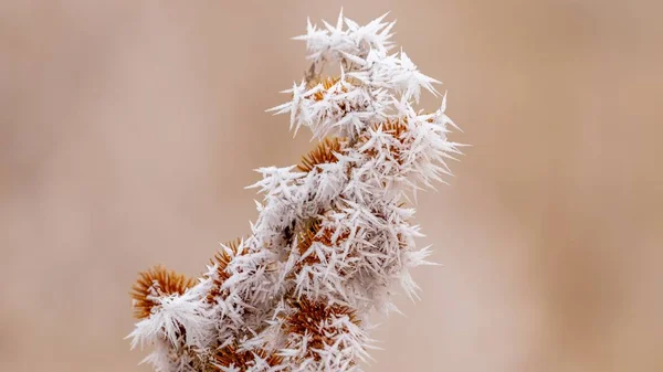 Een Close Shot Van Een Bevroren Plant Met Kleine Ijsvorming — Stockfoto