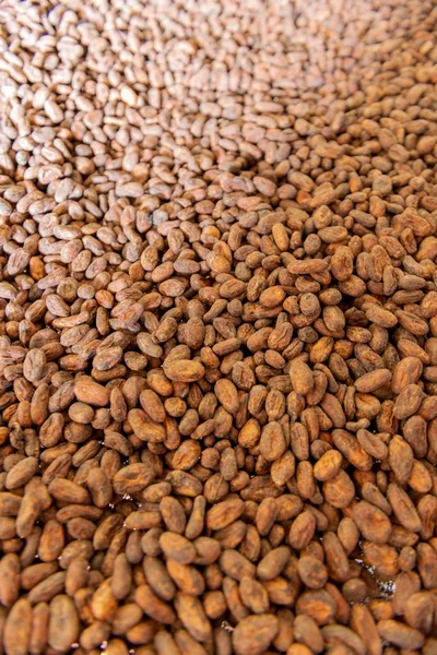 Vertical Closeup Shot Freshly Harvested Delicious Cacao Pods Nibs — Stock Photo, Image