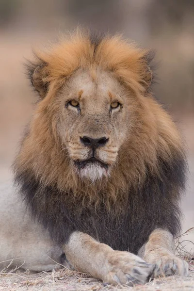 カメラの方を見ながら地面に横になったライオンの垂直ショット — ストック写真