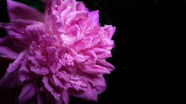 Κοντινό πλάνο ενός όμορφου μοβ λουλουδιού με σταγονίδια νερού και μαύρο φόντο — Φωτογραφία Αρχείου