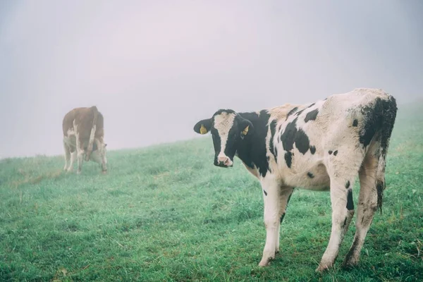 小牛犊山谷中的小牛犊 看着摄像机 背景上的小牛犊被雾覆盖着 — 图库照片