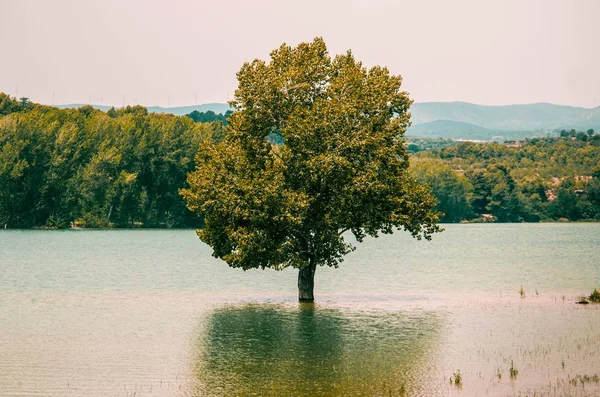 Uma Bela Árvore Crescendo Dentro Lago Refletida Água — Fotografia de Stock