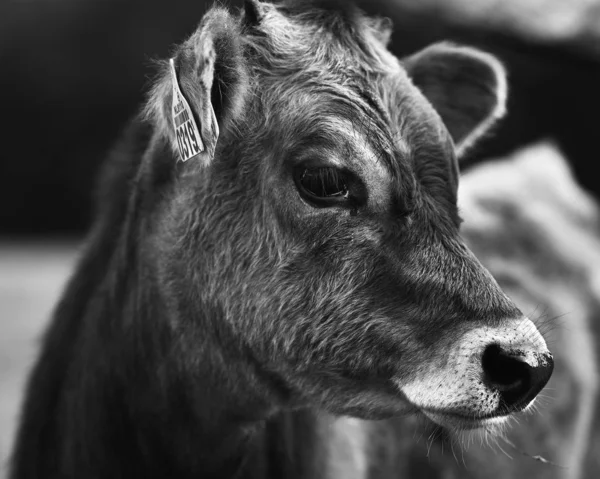 Серый Снимок Крупным Планом Молочной Коровы Смотрящей Камеру — стоковое фото