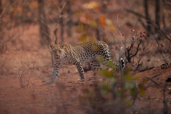 Una Messa Fuoco Selettiva Leopardo Che Cammina Lontananza Guardando Verso — Foto Stock