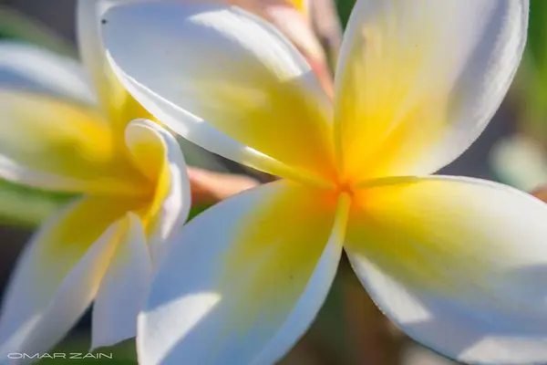 Lähikuva Frangipani Kukasta Aurinkoisena Päivänä — kuvapankkivalokuva