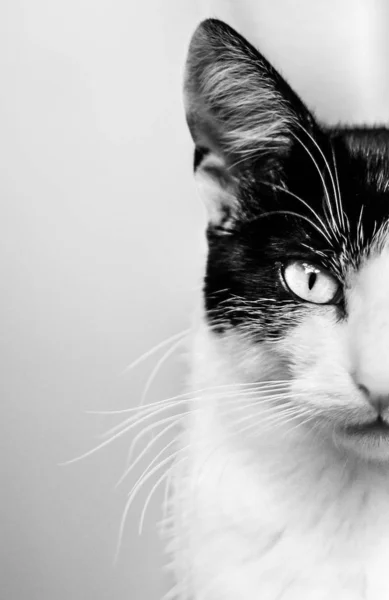 Vertikal halv headshot av en lurvig katt tittar mot kameran i svart och vitt — Stockfoto