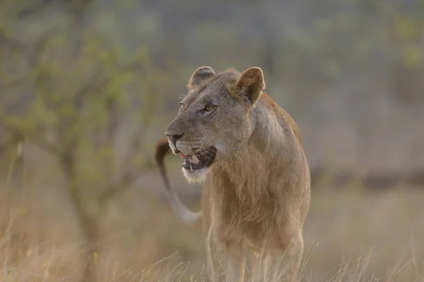 Gros Plan Lion Marchant Regardant Autour Lui — Photo