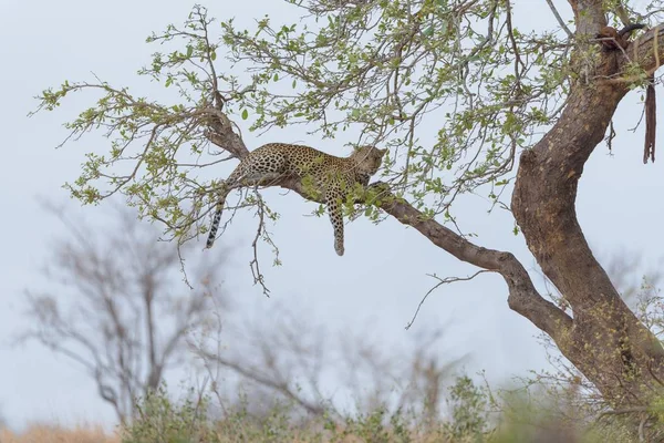 Leopardo Deitado Uma Árvore Distância Enquanto Olha Para Câmera — Fotografia de Stock