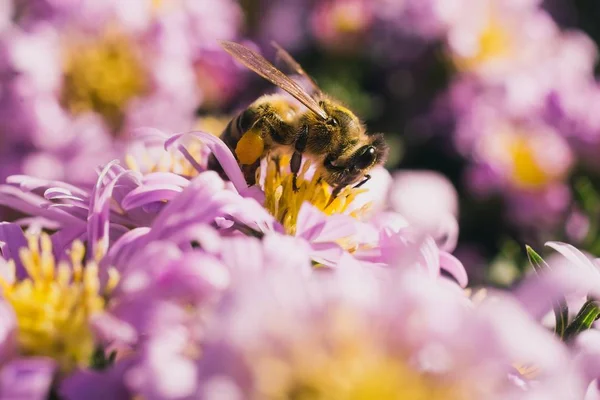 Captura selectiva de foco de una abeja comiendo el néctar de las pequeñas flores rosadas de aster — Foto de Stock