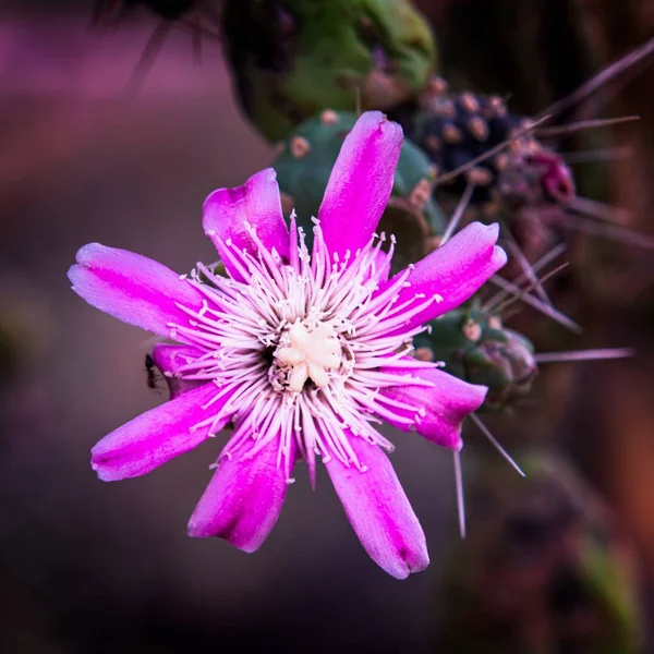 Primer Plano Una Hermosa Flor Pasión Pétalos Púrpura Sobre Fondo — Foto de Stock