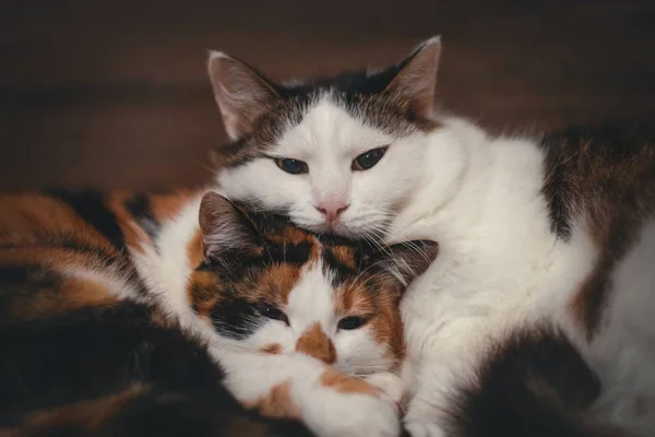 Gros plan de deux chats mignons posés l'un sur l'autre — Photo