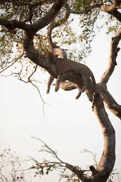 Disparo Vertical Leopardo Durmiendo Árbol — Foto de Stock