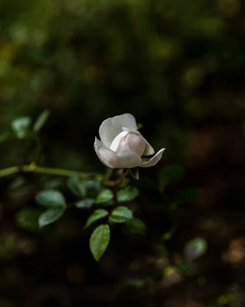 Vertical Selective Focus Shot Cute White Garden Rose — Stock Photo, Image