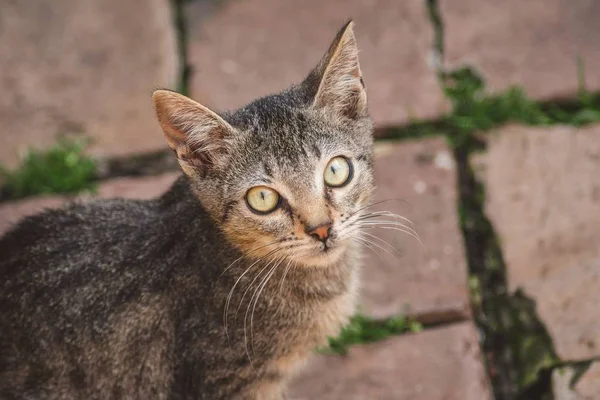 카메라를 응시하는 눈귀여운 고양이의 클로즈업 — 스톡 사진
