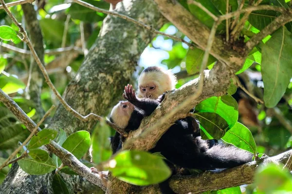 Tiro Perto Macacos Pendurados Numa Árvore Meio Floresta — Fotografia de Stock