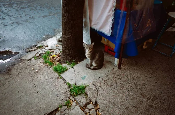 High Angle Shot Cat Sitting Sidewalk Tree While Looking Camera — Stock Photo, Image