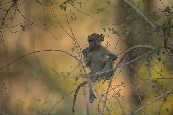 木の枝に座っている赤ちゃん猿の選択的な焦点ショット — ストック写真