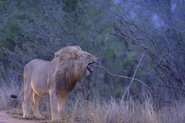 Selective Focus Shot Lion Roaring — Stock Photo, Image