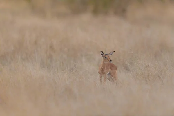 Mise Point Sélective Bébé Cerf Debout Dans Champ Herbeux Sec — Photo