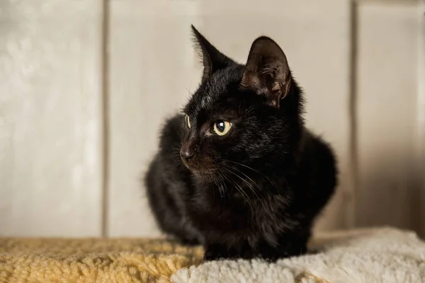 Primer plano de un lindo gato negro con ojos verdes sentado en la alfombra — Foto de Stock