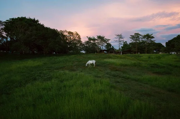 Травянистое Поле Лошадью Поедающей Вдали Облачным Небом — стоковое фото