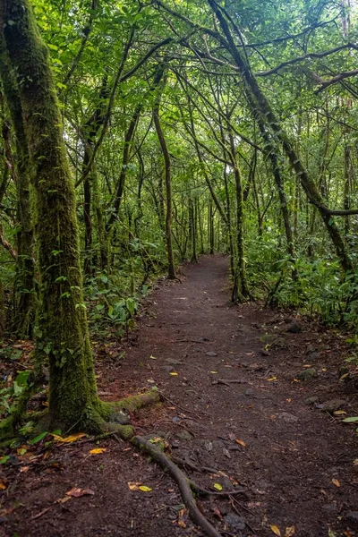 Tiro vertical de um caminho no meio da floresta verde — Fotografia de Stock