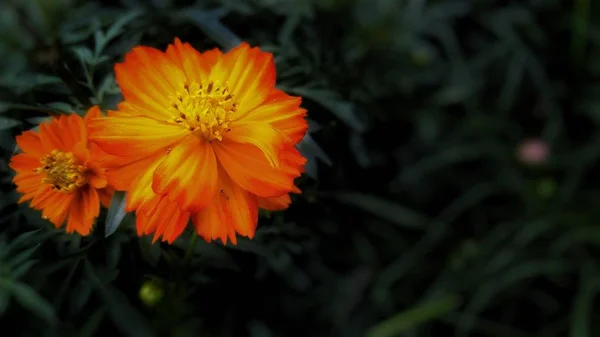 オレンジと黄色の硫黄のコスモスの花のクローズアップショット — ストック写真