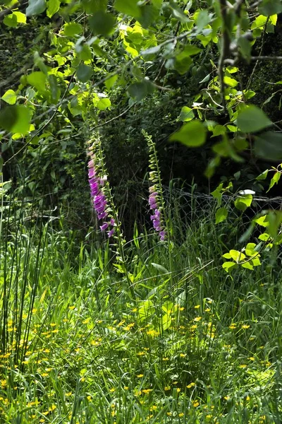 Een Verticaal Shot Van Verschillende Soorten Wilde Planten Die Groeien — Stockfoto