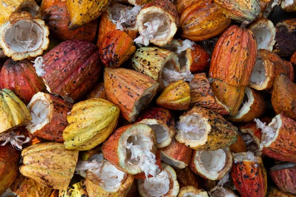 Eine Nahaufnahme Von Vielen Theobroma Kakaos Mit Kakaobohnen — Stockfoto