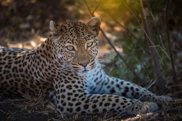 Primer Plano Leopardo Tendido Suelo Mientras Mira Hacia Cámara —  Fotos de Stock
