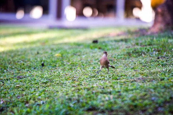 Eine Selektive Fokusaufnahme Eines Vogels Der Auf Einer Wiese Geht — Stockfoto