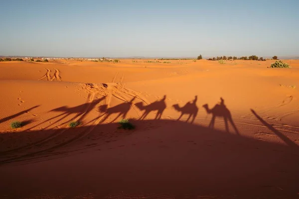 Ombre Cammello Sulla Sabbia Deserto Circondato Dal Verde Sotto Luce — Foto Stock
