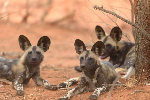 A selective focus shot of wild dogs laying near to each other