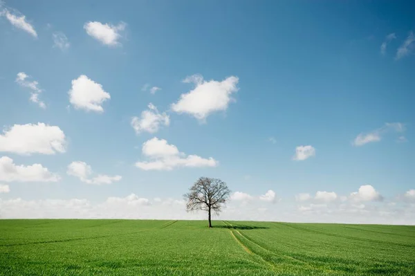 Krásný výhled na strom uprostřed pole v severním Německu — Stock fotografie