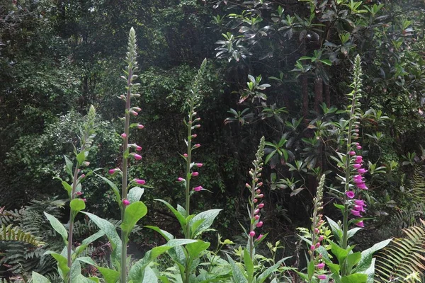 Paisaje Bosque Lleno Diferentes Tipos Plantas Silvestres —  Fotos de Stock