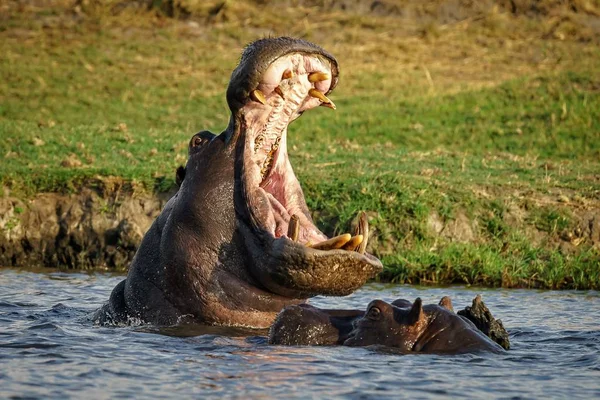 Ein Männliches Nilpferd Das Seinen Gegner Warnt Nicht Näher Kommen — Stockfoto
