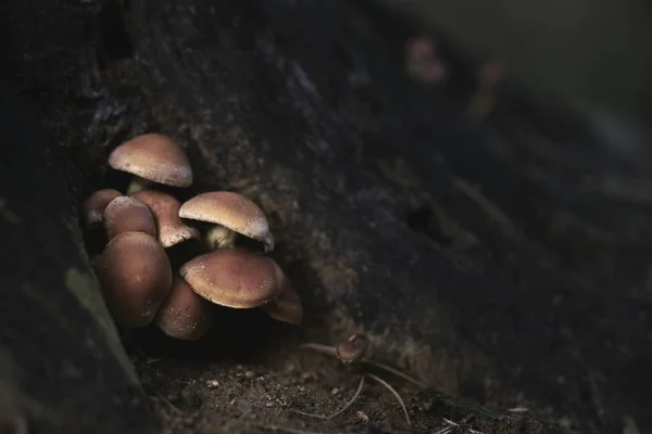 Gros Plan Petits Champignons Poussant Près Arbre Dans Jungle — Photo