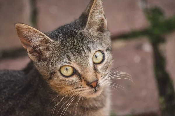 Eine Großaufnahme Einer Niedlichen Grauen Katze Mit Grünen Augen Die — Stockfoto