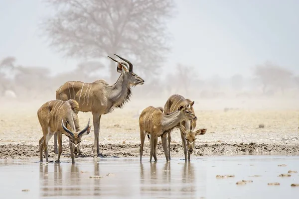 Una Piccola Mandria Kudu Che Beve Dalla Pozza Acqua Nxai — Foto Stock