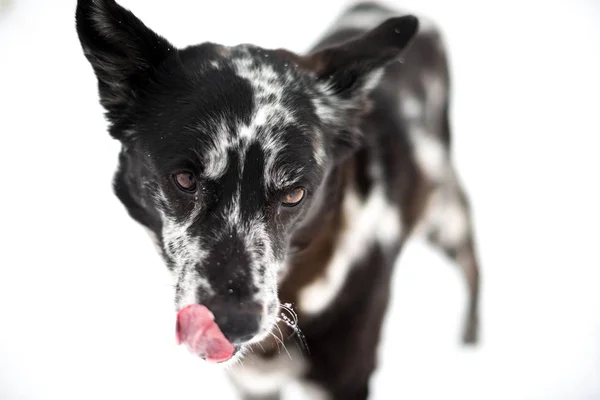 Closeup Shot Cute Black White Dog Front White Background — ストック写真