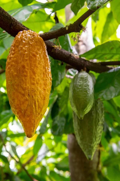 A vertical selective focus shot of Theobroma cacao growing on a tree getting ready to become chocolate