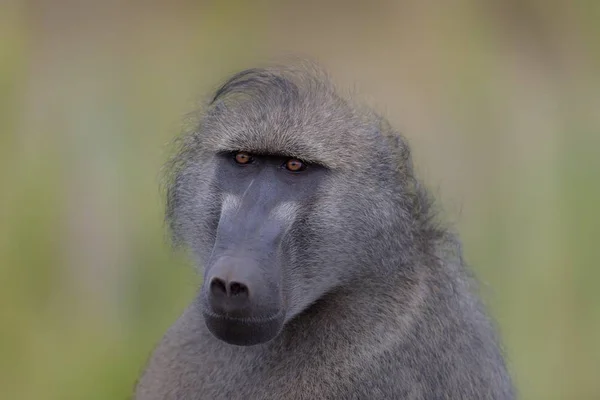 Closeup Shot Baboon Blurred Background — Stock Photo, Image