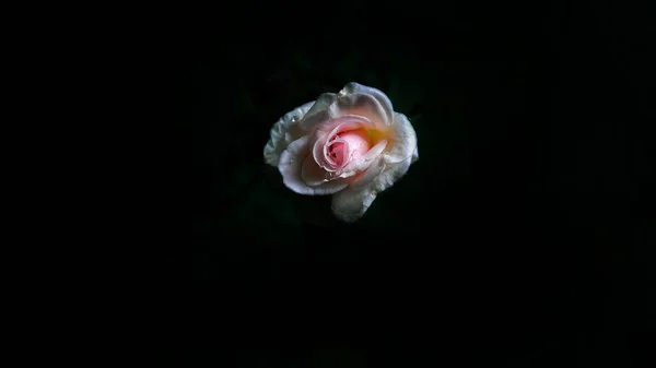 Ένα Κοντινό Πλάνο Ενός Λευκού Λουλουδιού Μαύρο Φόντο — Φωτογραφία Αρχείου