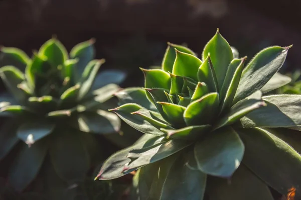 Primer plano de hermosas plantas de piedra con fondo borroso — Foto de Stock