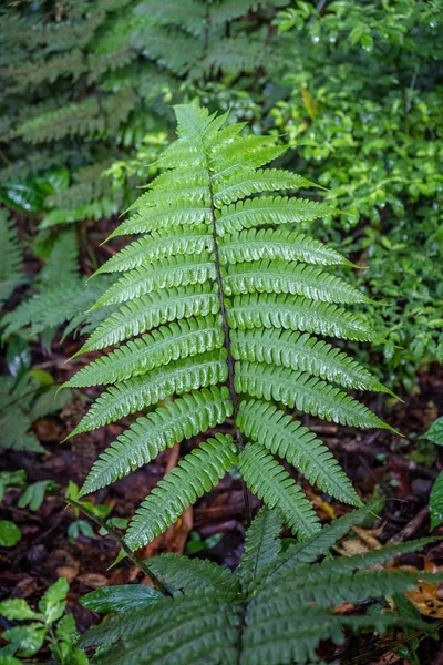 Primer plano de una planta que crece en medio del bosque —  Fotos de Stock